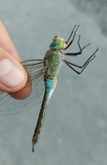 Anax parthenope