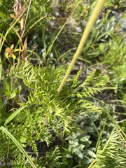 Pulsatilla occidentalis