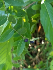 Phyllanthus reticulatus