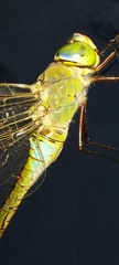 Anax parthenope