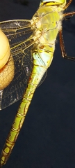 Anax parthenope