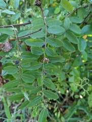 Phyllanthus reticulatus