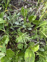 Pulsatilla occidentalis