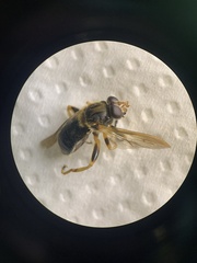 Teuchocnemis lituratus