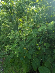 Phyllanthus reticulatus