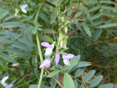 Faboideae
