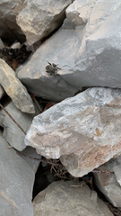 Otiorhynchus sulcatus