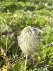 Pulsatilla occidentalis