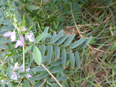 Faboideae
