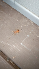 Camptonotus carolinensis