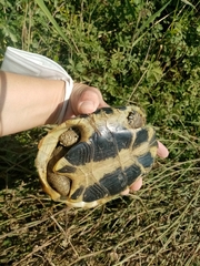 Testudo hermanni