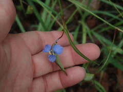 Commelina dianthifolia