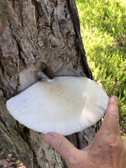 Pleurotus dryinus
