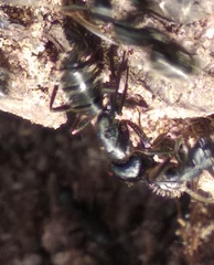 Camponotus vagus