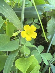 Oxalis dillenii