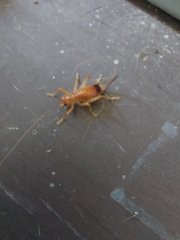 Camptonotus carolinensis