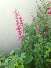 Agastache mexicana