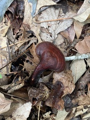 Ganoderma