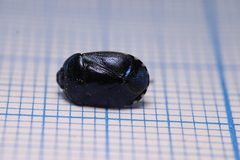 Canthophorus melanopterus