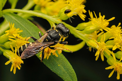 Ectemnius cephalotes