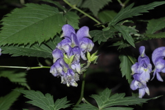 Aconitum degenii
