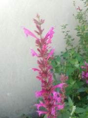 Agastache mexicana
