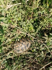 Testudo hermanni