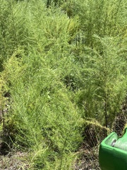 Eupatorium compositifolium