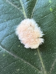 Druon quercusflocci