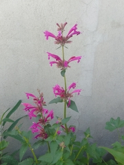 Agastache mexicana