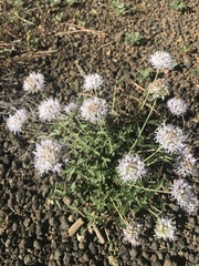 Monardella odoratissima