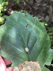 Druon quercusflocci