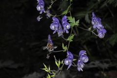 Aconitum degenii