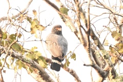 Buteogallus schistaceus