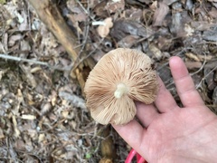 Basidiomycota