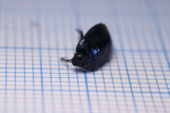 Canthophorus melanopterus