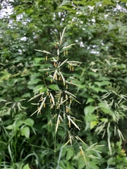 Bromus inermis