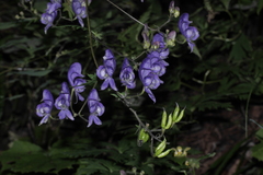 Aconitum degenii