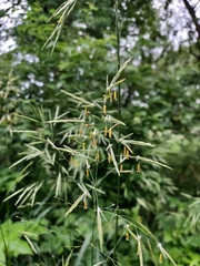 Bromus inermis