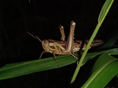 Cyrtacanthacris tatarica