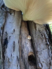 Pleurotus dryinus