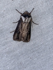 Agrotis venerabilis