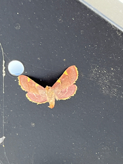 Hypsopygia