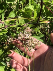 Mikania scandens