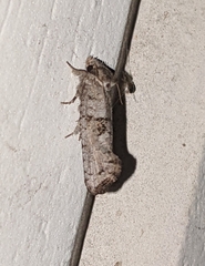 Acrolophus piger
