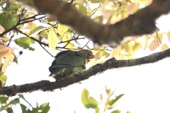 Brotogeris cyanoptera