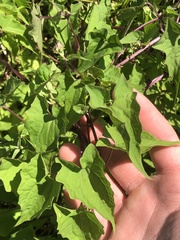 Mikania scandens