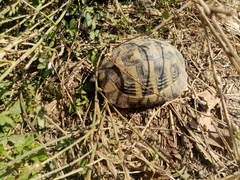 Testudo hermanni
