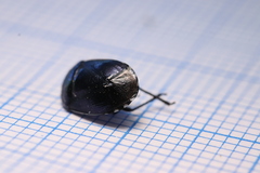 Canthophorus melanopterus