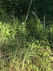 Eupatorium perfoliatum